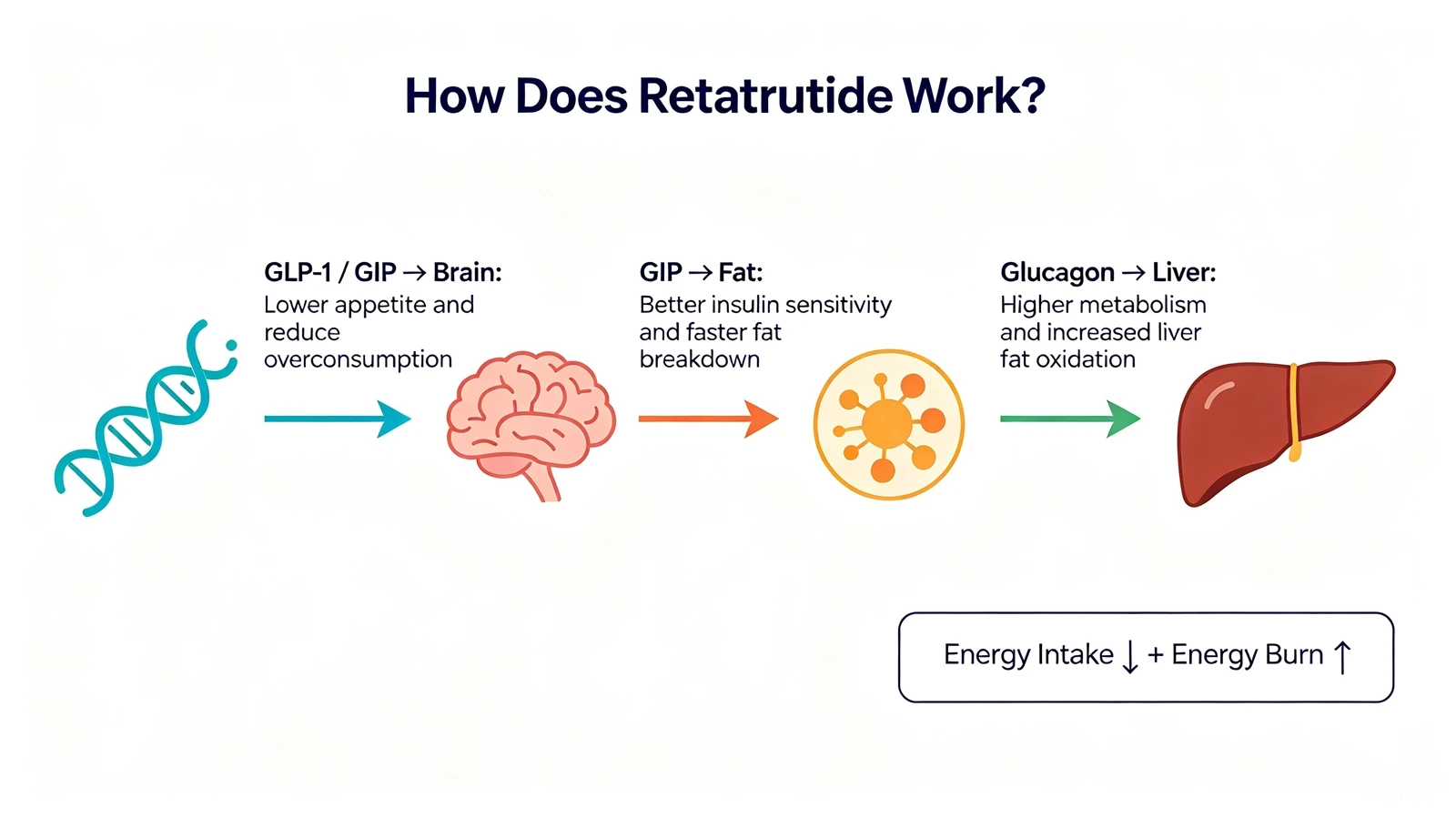 retatrutide-triple-receptor-pathway-mechanismwebp retatrutide-triple-receptor-pathway-mechanismwebp